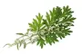 Instructions for use for GASTEO Σταγόνες για γαστρεντερικά προβλήματα, 100 ml - 5